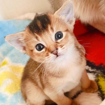 アビシニアン【大阪府・男の子・2025年1月1日・ルディ】の写真「一般家庭で、それぞれ個性を大切に、大事に育ててます」