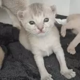 アビシニアン