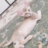 アビシニアン