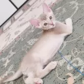 アビシニアン
