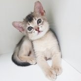 アビシニアン
