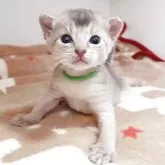アビシニアン