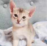 アビシニアン