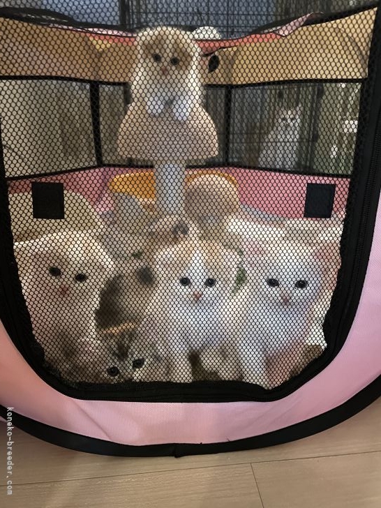 当キャッテリーを巣だった子供たち。後ろにママがいます。｜小坂　徳子(こさか　のりこ)ブリーダー(北海道・スコティッシュフォールド・ICC登録)の紹介写真2