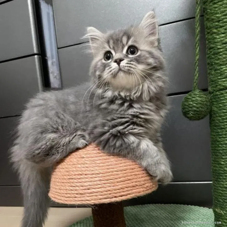 ID:2208-01506の子猫