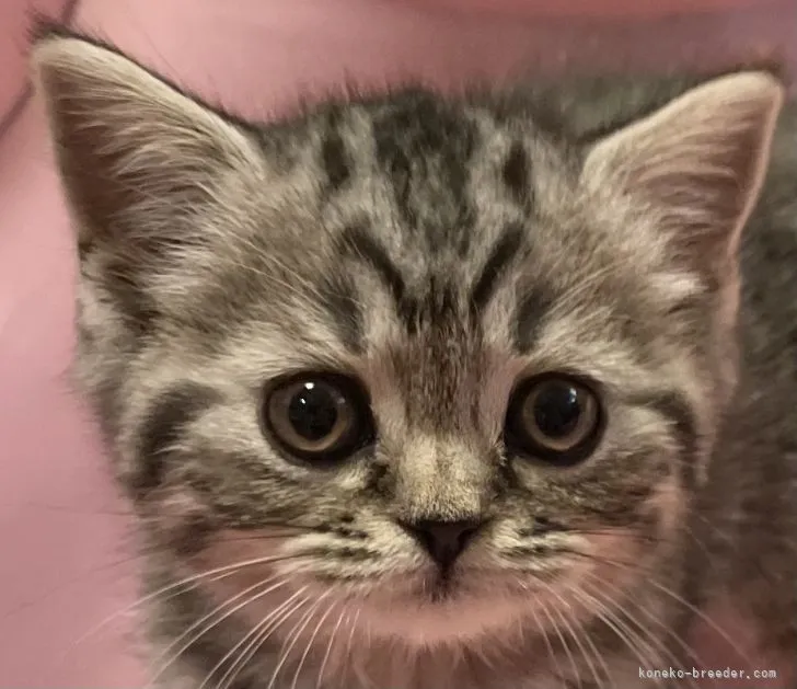 ID：2109-01181の子猫