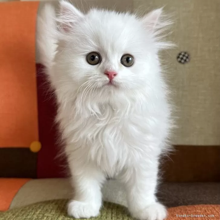 ID：2405-02299の子猫