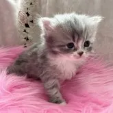 スコティッシュフォールド(立ち耳)【北海道・女の子・2023年4月26日・ブルータビー&ホワイト】の写真1「生後、1ヶ月になります❣️」