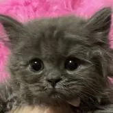 スコティッシュフォールド(立ち耳)【北海道・女の子・2022年7月22日・ブルー】の写真1「ぬいぐるみみたいに可愛い😍です💕毛が伸びてきました⤴️✨」