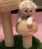 スコティッシュフォールド(折れ耳)【北海道・男の子・2021年7月16日・クリーム&ホワイト】の写真3「登ったぁ⤴️」