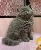 スコティッシュフォールド(立ち耳)【北海道・女の子・2022年7月22日・ブルー】の写真3「どなたか、私の家族になって下さい。お願いいたします✨」