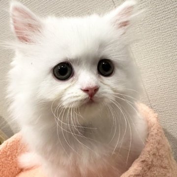 スコティッシュフォールド(立ち耳)【北海道・女の子・2025年4月10日・ホワイト（ロング）】の写真「今は超可愛い💕大人になったら超美しい🤩」