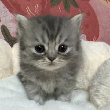 スコティッシュフォールド(立ち耳)【北海道・女の子・2025年11月12日・ブルータビー（ロング）】の写真「可愛いお目目、優しいお顔です😸💕✨」