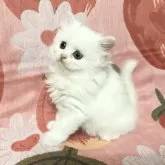 スコティッシュフォールド(立ち耳)