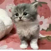 スコティッシュフォールド(立ち耳)