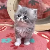 スコティッシュフォールド(立ち耳)