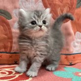 スコティッシュフォールド(立ち耳)