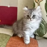 スコティッシュフォールド(立ち耳)【北海道・女の子・2025年11月12日・ブルータビー】の写真2「もっと綺麗になります🤩」