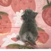 スコティッシュフォールド(立ち耳)【北海道・女の子・2025年11月12日・ブルータビー&ホワイト】の写真6