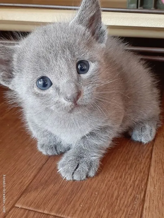 ID:2109-02357の子猫