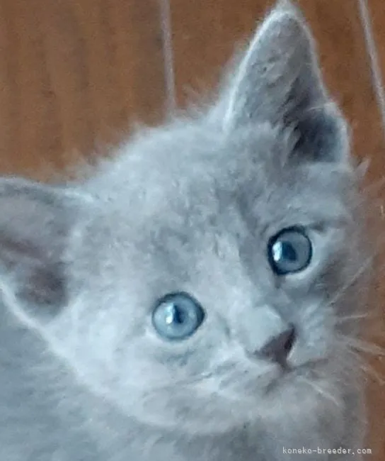 AK 様のお迎えした子猫