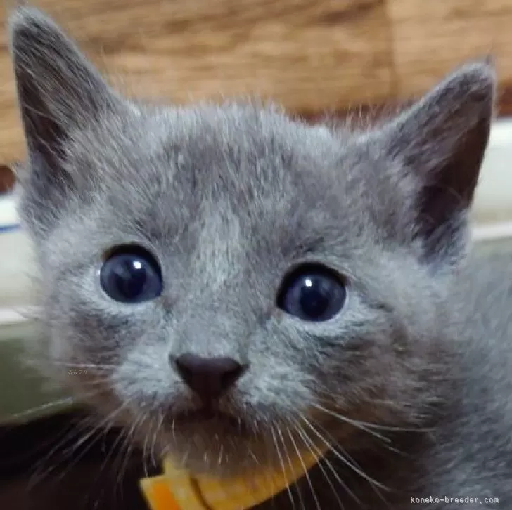 ID:2312-02433の子猫