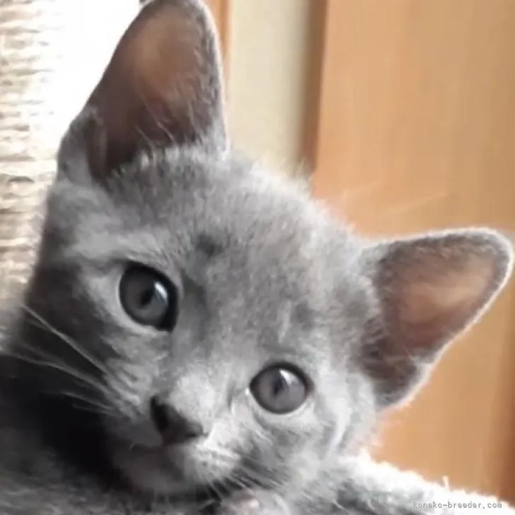 ID：2211-01941の子猫