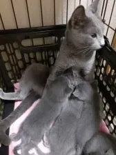 ロシアンブルー【熊本県・女の子・2021年8月31日・ブルー】の写真3