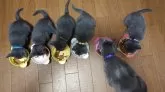 ロシアンブルー【熊本県・男の子・2024年3月5日・ブルー】の写真5