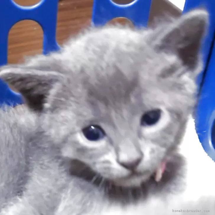 レモン 様のお迎えした子猫