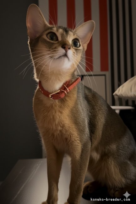 三角良子ブリーダー