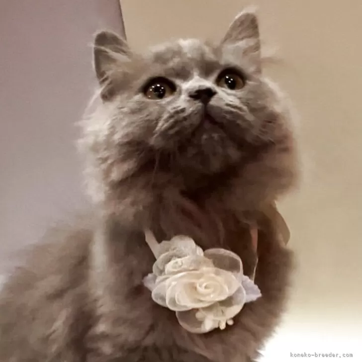 ブリティッシュロングヘア【埼玉県・男の子・2025年7月28日・ブルー】の写真1