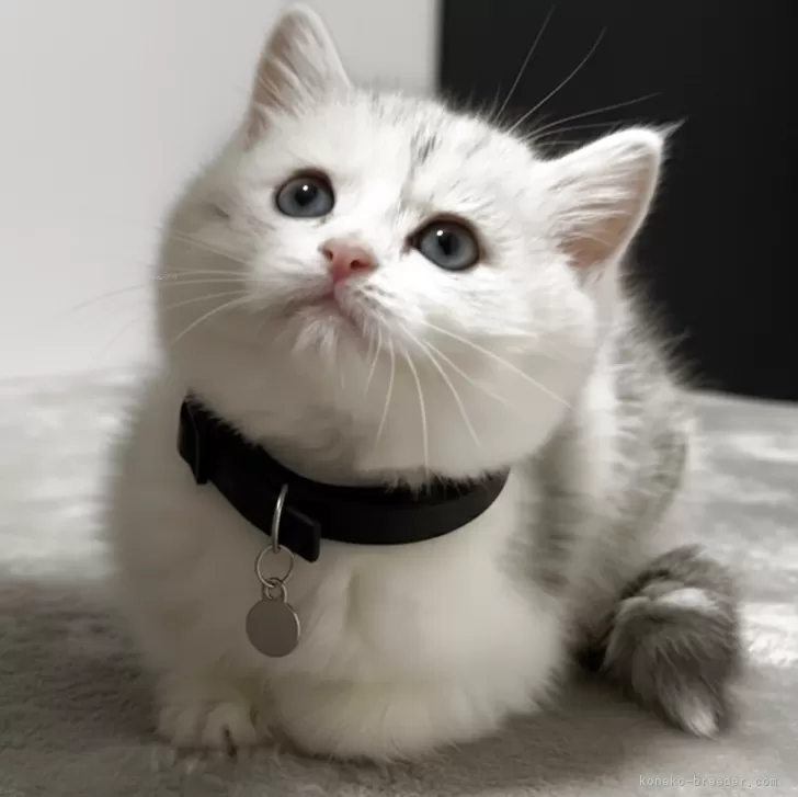 ID：2601-00006の子猫