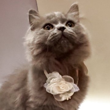 ブリティッシュロングヘア【埼玉県・男の子・2025年7月28日・ブルー】の写真「マリーちゃんのお友達なベルリオーズそっくり❤️」