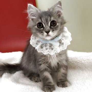 マンチカン(長足)【埼玉県・女の子・2025年9月29日・ブルータビー】の写真「とっても目がクリクリのキュートちゃんです」