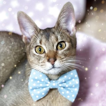 アビシニアン【埼玉県・男の子・2025年4月14日・ルディー】の写真「勝ち気な甘えん坊くんです」