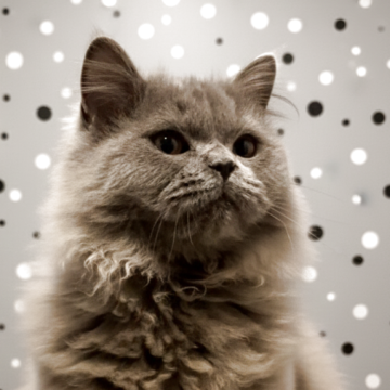 ブリティッシュロングヘア【埼玉県・男の子・2025年7月28日・ブルー】の写真「マリーちゃんのお友達なベルリオーズそっくり❤️」