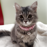 マンチカン(長足)