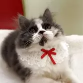 スコティッシュフォールド(立ち耳)