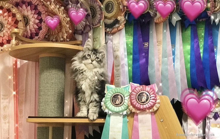 菅原静雅ブリーダー