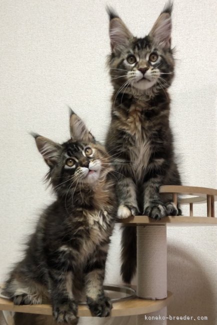 日本最高水準血統の仔猫 外産特有のワイルドなお顔　｜菅原　静雅(すがわら　せいが)ブリーダー(埼玉県・メインクーン・CFA/WCF登録)の紹介写真3