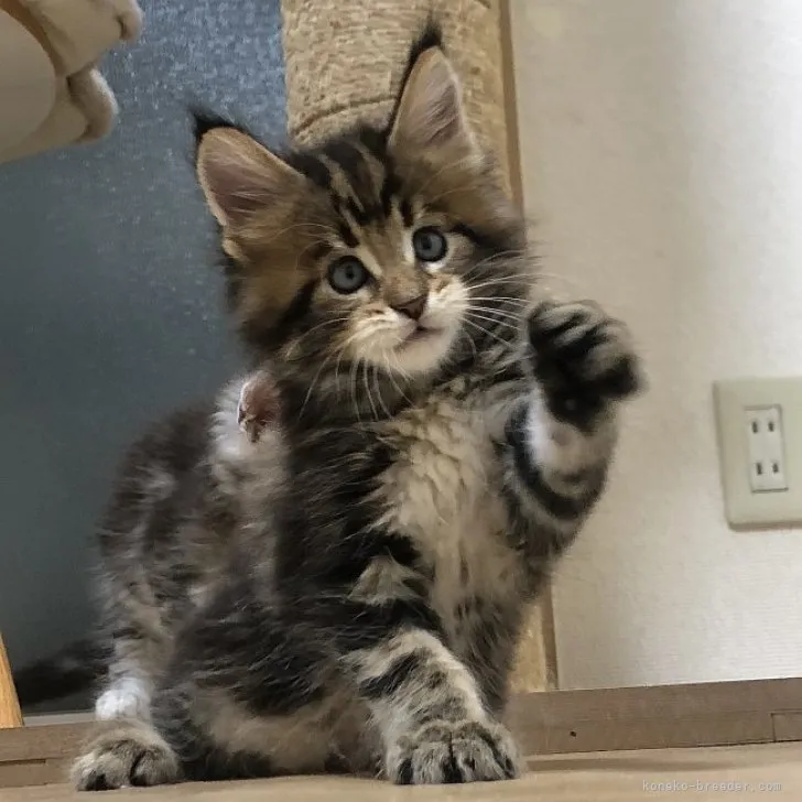 ID:2305-01732の子猫