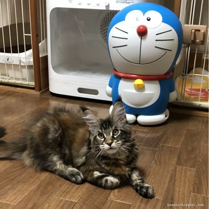 ID:2401-01324の子猫