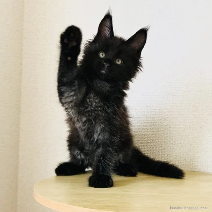 ID：2306-01254の子猫