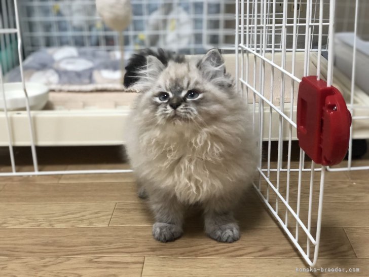 サイベリアン【・男の子・2021年10月5日・ブルーリンクスポイント】「仔猫時期」