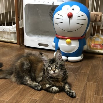 メインクーン【埼玉県・女の子・2023年12月9日・ブラウンーパッドタビー】の写真「日本最高水準血統の仔猫 外産特有のワイルドなお顔　」
