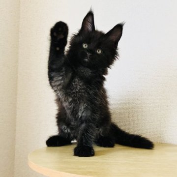 メインクーン【埼玉県・男の子・2023年4月20日・ブラックスモーク（ロングヘア）】の写真「父親・母猫とも優良血統 🥰外産特有のワイルドなお顔」