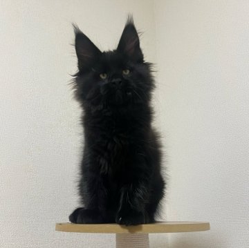 メインクーン【埼玉県・男の子・2024年10月16日・ブラックスモーク（ロングヘア）】の写真「父親・母猫とも優良血統 🥰外産特有のワイルドなお」