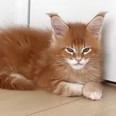 メインクーン