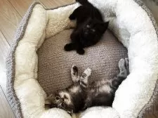 メインクーン【埼玉県・男の子・2025年6月21日・ブラックスモーク】の写真5